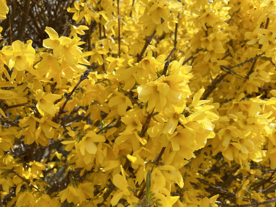Blühende Forsythien in Nahaufnahme